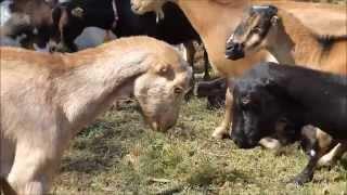 Goat Fight Vision HERD QUEEN VS Periwinkle