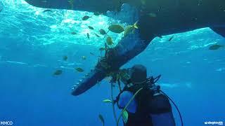 Scuba Diver Rescues Whale Friend with Ropes Tied Tightly Around Lower Jaw  Dogtooth Media