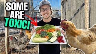 What Kitchen Scraps Your Chickens Can And CANT Eat Some Are Toxic For Chickens