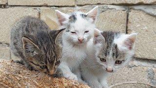 cute kitties playing on the grass.