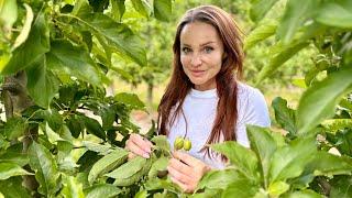 Aktualna sytuacja w sadzie. Nawożenie owoców wapniem oraz niedobory cynku i boru.