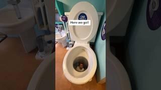 I got flushed down the World’s largest toilet