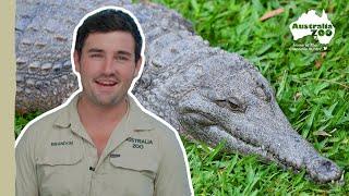 Becoming a reptile keeper  Australia Zoo Life