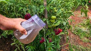 The strongest organic fertilizer for tomatoes onions and cucumbers Just 1 ingredient