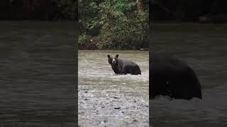 Grizzly bear going for a swim