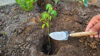 Plant Tomatoes Like This And You Will Harvest Buckets Full Of Fruit