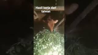 hasil kerja jadi tkw taiwan