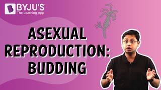 Asexual Reproduction Budding  Class 8  Learn With BYJUS