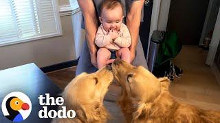 Dogs Who Love Their Babies  The Dodo