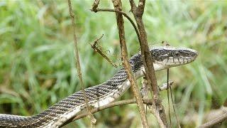 Black Rat Snake