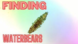 How to find a waterbear tardigrade - BEST METHOD EVER