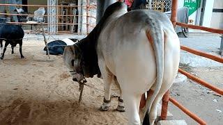 Hashmani Cattle Farms Heavyweight & Beautiful Bull and Cows at Pan Mandi I Qurbani 2024