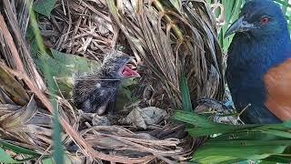 red crow Bird coucal Feed the baby in the nest Catch a frog to feed your baby Review Bird Nest