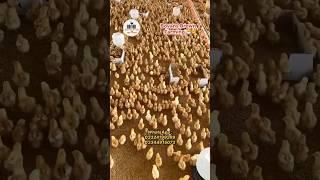 Bovans brown chicks  Bovans brown farming  poultry farming in Pakistan