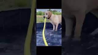 An exception occured while running PoolDog.exe