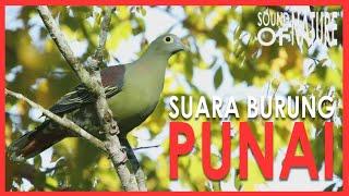 Suara Burung Punai Hutan