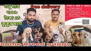 home breed puppy sell in lowest price  Home breed puppy sell in kolkata  DOG market in kolkata