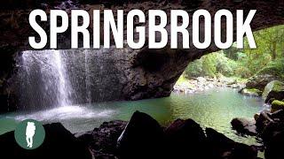 Springbrook National Park in 4K  Landscapes and Wildlife  Gold Coast Queensland  Australia Nature