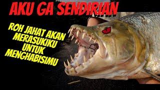 5 SPESIES AFRICAN TIGER FISH Hydrocynus  IKAN PREDATOR YANG PALING GANAS 