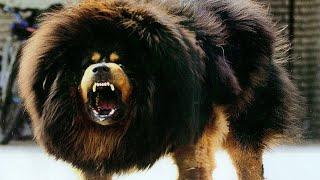 The king of all dogs is the Tibetan Mastiff The most expensive dog in the world