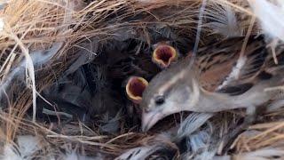 sparrow Birds Feed the baby in the nest well  Review Bird Nest 