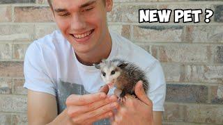 Taming a Baby Opossum in 3 Days