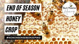 End of Season Crop - Best Performing Colony - River Apiary Honey #BEES #BEEKEEPING #HONEY