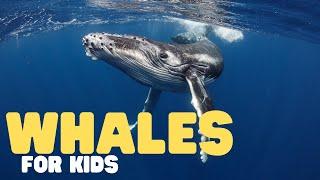 Whales for Kids  Learn all about toothed and baleen whales