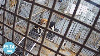 Exposed Marshall BioResources’ Cruel Beagle Factory Farm