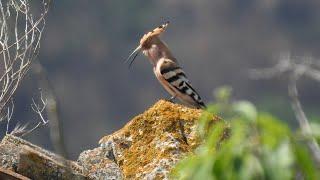 Puput cantant a Montjoi Alt Empordà