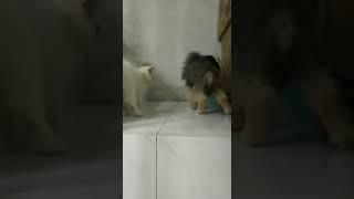 Gay Dog Play with Cute Cat