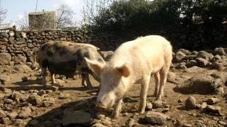 La porsea  canz. di Benito Urgu  foto ed elab. video Giuliano Corronca .