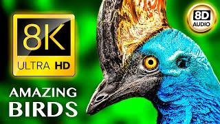 AMAZING BIRDS 8K ULTRA HD • 8D AUDIO •