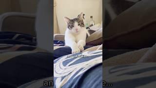 Funny Lazy Cat Meme 