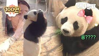 Pandas Lifes First Blind Date lol. The Result Is?