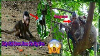 OMG Baby monkey falls down from the high tree and Dangerous baby monkey.