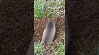 Слепушонка  Northern mole vole