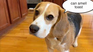 Cute beagle is craving toast