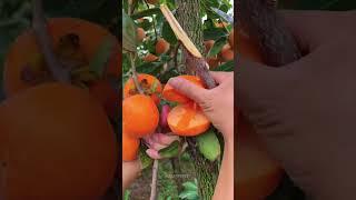 Satisfying fresh fruit farm #mango #apple #fruit #shorts