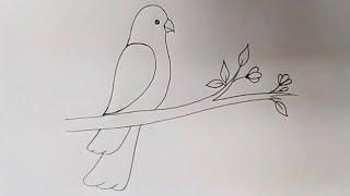 Parrot drawing  how to draw a parrot step by step  bird drawing