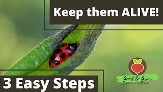 How to KEEP ladybugs Alive in your Garden  Ladybugs eat APHIDS