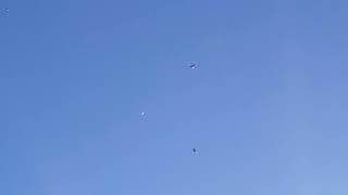 Николаевские голуби в небе