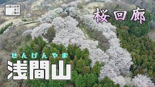【ハイク】浅間山 -春の桜回廊-