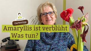 Die Amaryllis ist verblüht was tun? So pflegst du sie weiter damit sie zu Weihnachten wieder blüht