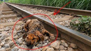 I Finds Lost Puppy On Train Tracks and thought he couldnt survive but a miracle happened