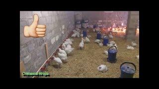 Куры несутся зимой как летом часть 2 Chickens rush in winter as summer part 2