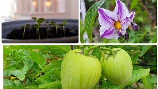 Growing Pepino Melons Pepino Dulce from seed to fruit in the UK