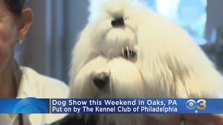 The Kennel Club Of Philadelphia Holding Dog Show In Oaks This Weekend