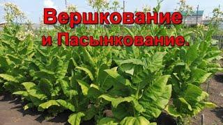 Вершкование и Пасынкование Табака.