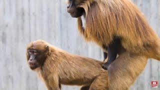 BABOON HAVING SEX 